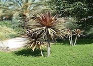 Red Star Cordyline