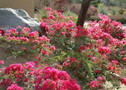 Bougainvillea, La Jolla