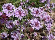 Cedros Island Verbena cv.