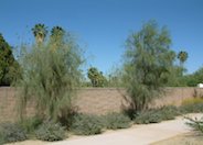 Shoestring Acacia, Dalby Myall