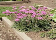 Sea Pink, Common Thrift