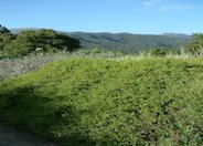 Dwarf Coyote Bush