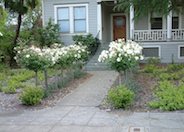 Tree Roses