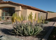 Aloe Vera or Medicinal Aloe