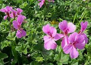 Ivy Geranium