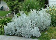 Dusty Miller, Silver Groundsel