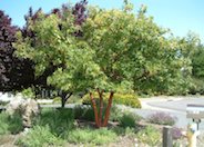 Strawberry Madrone