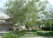 White Birch, European White Birch