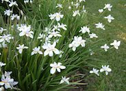 Butterfly-Iris, Fortnight Lily