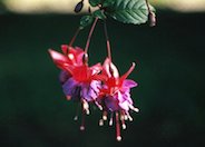 Fuchsia Hybrids