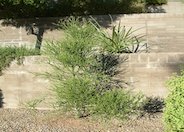 Pencil Tree, Pencilbush, Milkbush