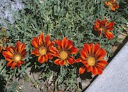 Copper King Gazania