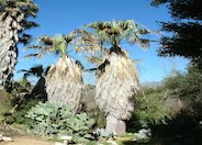 California Fan Palm