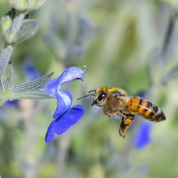 Bee and flowers